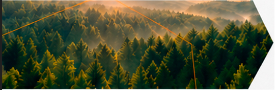 Bosque iluminado por el sol